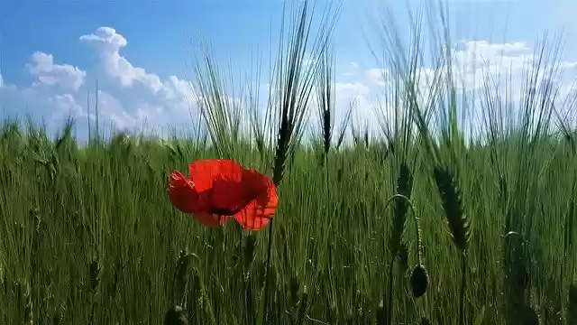 Free download Poppy Wolf Flower -  free photo or picture to be edited with GIMP online image editor
