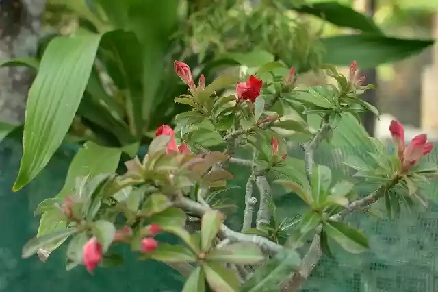 Free download Porcelain Flower Beautiful -  free free photo or picture to be edited with GIMP online image editor