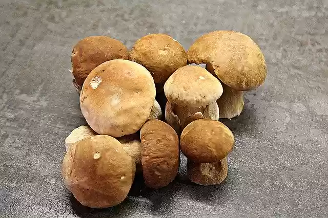 Free download Porcini Mushrooms Forest -  free photo or picture to be edited with GIMP online image editor