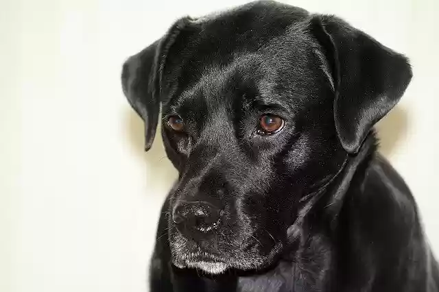 Free download portrait dog boxador black free picture to be edited with GIMP free online image editor