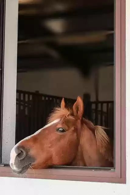 Free download Portrait Mood People -  free free photo or picture to be edited with GIMP online image editor