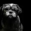 Portrait of a Cute Little Dog  screen for extension Chrome web store in OffiDocs Chromium