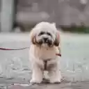 Portrait of Lhassa Apso Dog on Street  screen for extension Chrome web store in OffiDocs Chromium