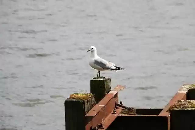 Free download Port Seagull Sea -  free photo or picture to be edited with GIMP online image editor