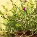 Portulaca grandiflora  screen for extension Chrome web store in OffiDocs Chromium