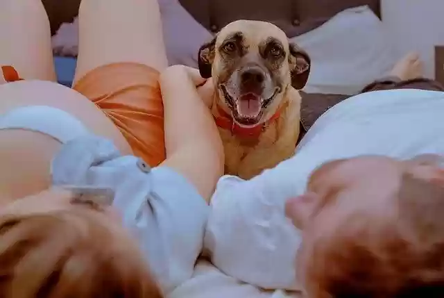 Free download Pose Dog Tamed -  free free photo or picture to be edited with GIMP online image editor