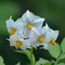 Potato flower  screen for extension Chrome web store in OffiDocs Chromium