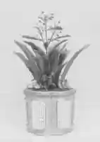 Free download Pot with Plant free photo or picture to be edited with GIMP online image editor