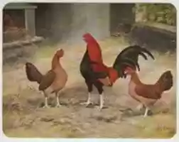 Free download Poultry Farming (ICS textbook) free photo or picture to be edited with GIMP online image editor