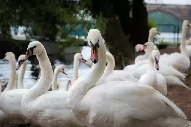 Free download Prague Bird Swan The free photo template to be edited with GIMP online image editor