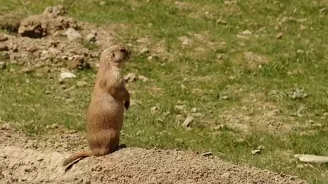 Free download Prairie Dog Animal Animals -  free photo or picture to be edited with GIMP online image editor