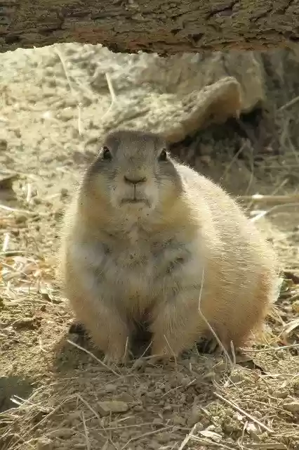 Free download Prairie Dog Gopher Rodent -  free photo or picture to be edited with GIMP online image editor