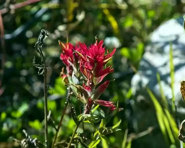 Free download Prairie-Fire Wildflower Indian -  free photo or picture to be edited with GIMP online image editor