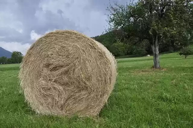 Free download Prato Hay Summer -  free photo or picture to be edited with GIMP online image editor