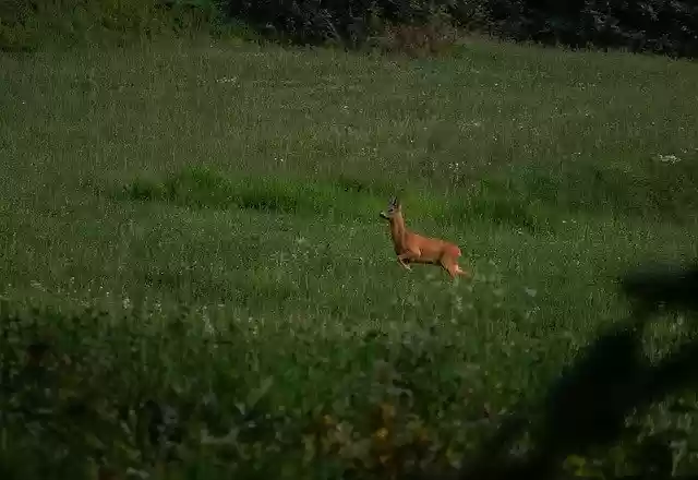 Free download Prato Roe Nature -  free photo or picture to be edited with GIMP online image editor