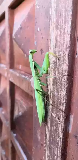 Free download Prayer Mantis Bug -  free photo or picture to be edited with GIMP online image editor