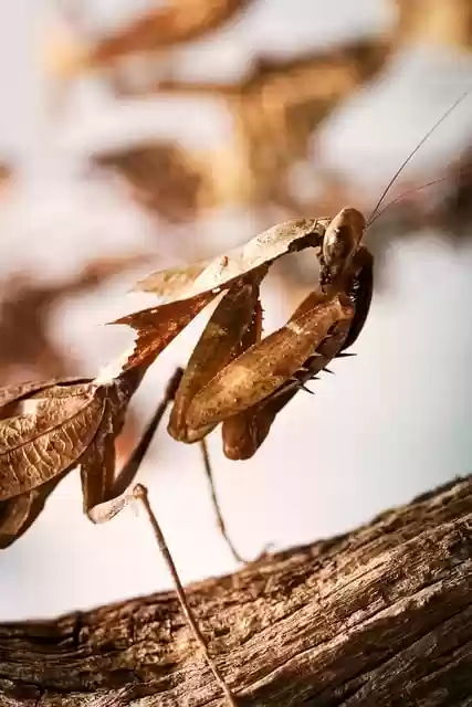 Free download praying mantis bug insect free picture to be edited with GIMP free online image editor