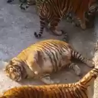 Free download Pregnant Tiger free photo or picture to be edited with GIMP online image editor