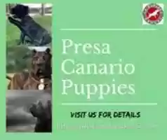 Free download Presa Canario Puppies free photo or picture to be edited with GIMP online image editor