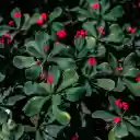 Pretty Little Red Flowers  screen for extension Chrome web store in OffiDocs Chromium
