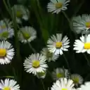 Pretty little white daisies  screen for extension Chrome web store in OffiDocs Chromium