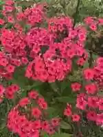Free download Pretty pink flowers_Ariella free photo or picture to be edited with GIMP online image editor