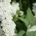 Pretty White Flower Branch  screen for extension Chrome web store in OffiDocs Chromium