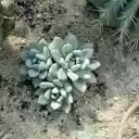 Prickly and non thorny cacti  screen for extension Chrome web store in OffiDocs Chromium