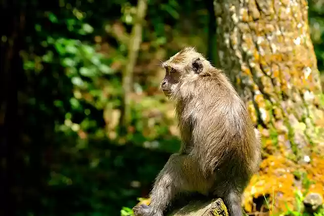 Free download primate monkey forest tree nature free picture to be edited with GIMP free online image editor