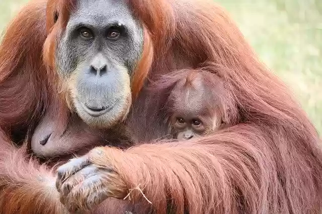הורדה חינם Primate Monkey Zoo - תמונה או תמונה בחינם לעריכה עם עורך התמונות המקוון GIMP