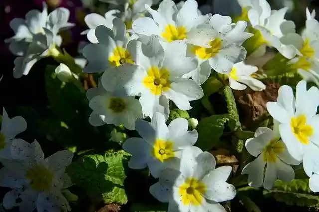 تنزيل Primroses White Spring مجانًا - صورة مجانية أو صورة لتحريرها باستخدام محرر الصور عبر الإنترنت GIMP