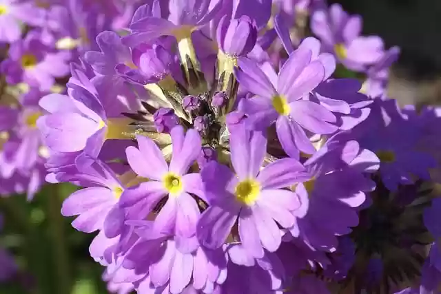 Free download primrose violet flowers free picture to be edited with GIMP free online image editor