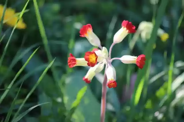 Free download Primula Officinalis Red Hello -  free photo or picture to be edited with GIMP online image editor