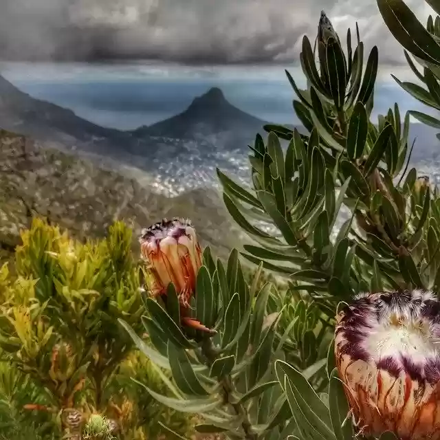Free download Protea Lions Head -  free photo or picture to be edited with GIMP online image editor