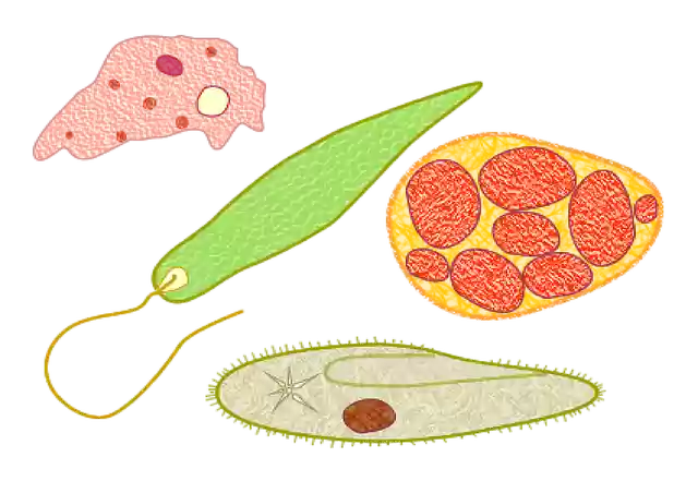 Free download Protozoans Microbes Biology -  free illustration to be edited with GIMP free online image editor