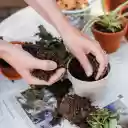 Prune trees to prepare soil  screen for extension Chrome web store in OffiDocs Chromium