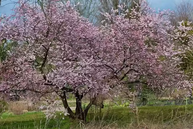 Free download prunus almond tree almond blossom free picture to be edited with GIMP free online image editor