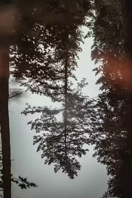 Free download Puddle Forest Mirroring -  free free photo or picture to be edited with GIMP online image editor