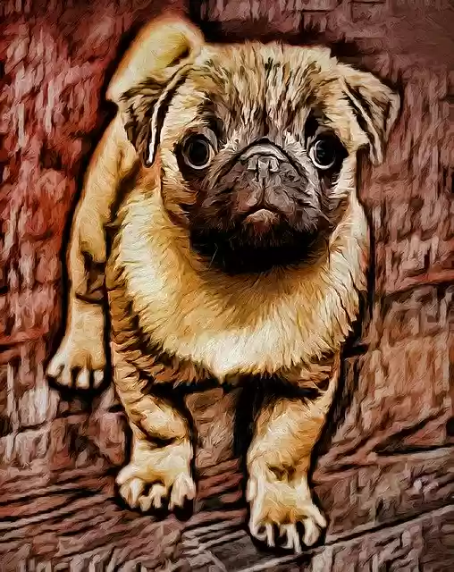 Free download Pug Dog Pet -  free illustration to be edited with GIMP free online image editor
