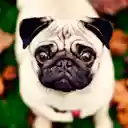 Pug Wallpaper  screen for extension Chrome web store in OffiDocs Chromium