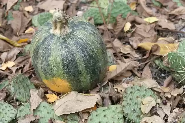 Free download Pumpkin Autumn Foliage In The -  free photo or picture to be edited with GIMP online image editor