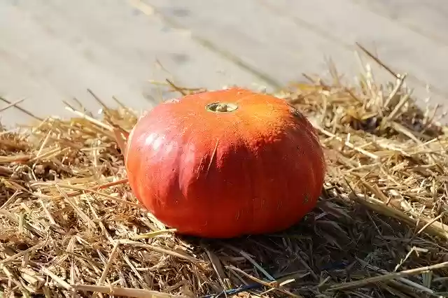 Free download Pumpkin Autumn Orange -  free photo or picture to be edited with GIMP online image editor