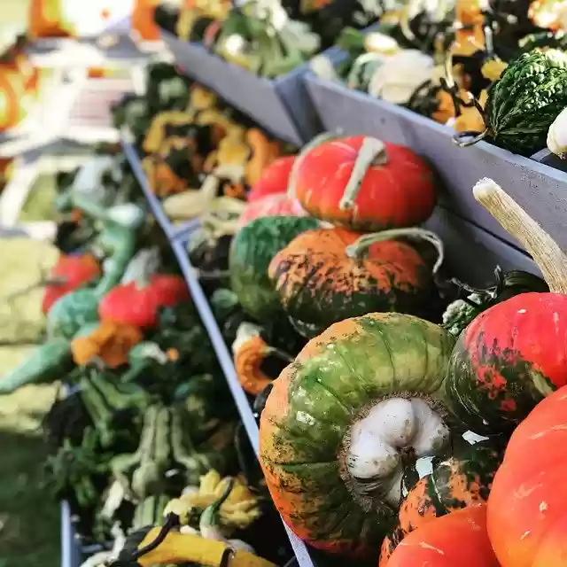 Free download Pumpkin Farm Autumn -  free photo or picture to be edited with GIMP online image editor