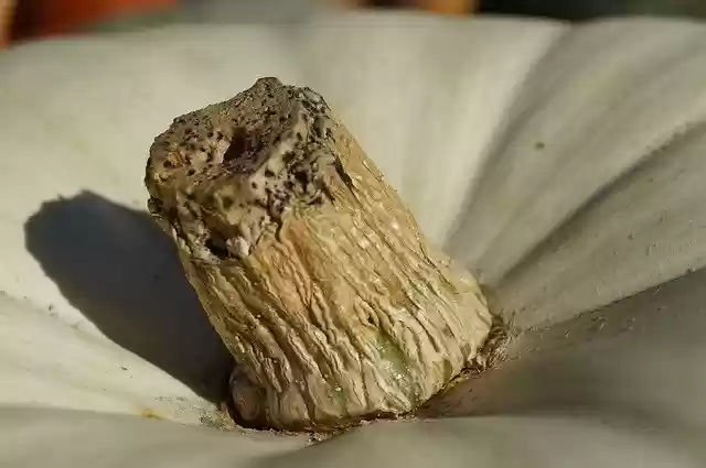 Free download Pumpkin Harvest Autumn -  free free photo or picture to be edited with GIMP online image editor