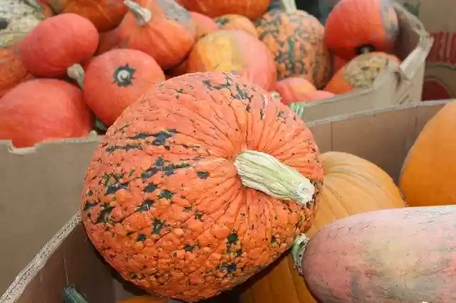 Free download Pumpkin Johnson Farms Plants And -  free photo or picture to be edited with GIMP online image editor
