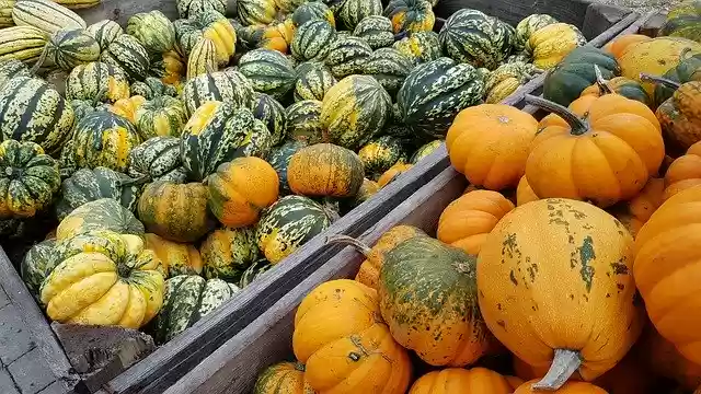 Free download Pumpkin Orange Green -  free photo or picture to be edited with GIMP online image editor