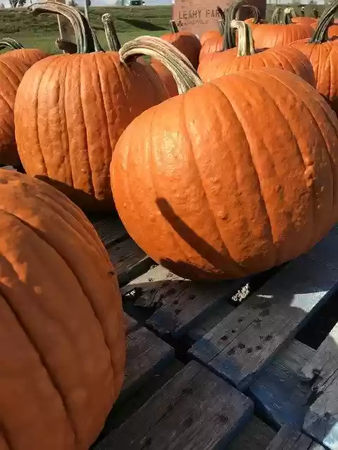 Pumpkin Patch  screen for extension Chrome web store in OffiDocs Chromium