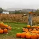 pumpkins and cornfields  screen for extension Chrome web store in OffiDocs Chromium