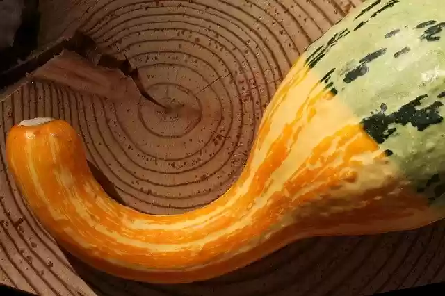 Free download Pumpkin Wood Tree Grates -  free photo or picture to be edited with GIMP online image editor