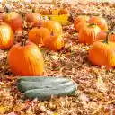 Pumpkin zucchini on dry leaves  screen for extension Chrome web store in OffiDocs Chromium